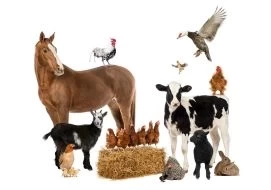 Livestock